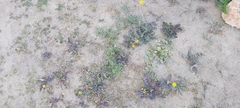 Sonchus oleraceus