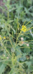 Sisymbrium irio
