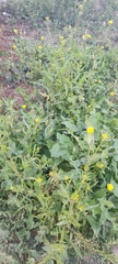 Sisymbrium irio