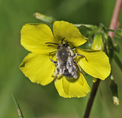 Habropoda miserabilis
