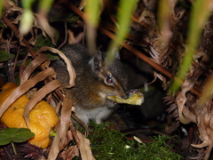 Neotamias ochrogenys