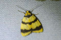 Heliosia jucunda