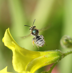 Lasioglossum pavonotus