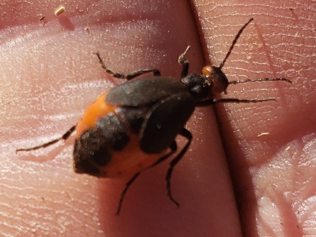 Epicauta brevipennis