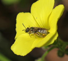 Lasioglossum pavonotus