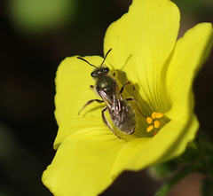 Lasioglossum pavonotus