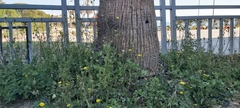 Sonchus oleraceus