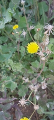 Sonchus oleraceus