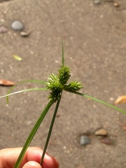 Cyperus aggregatus