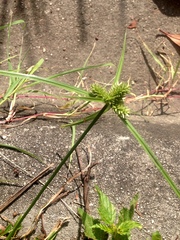 Cyperus aggregatus