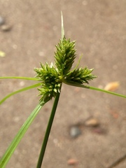 Cyperus aggregatus