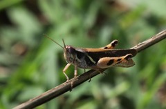 Acorypha mossambica