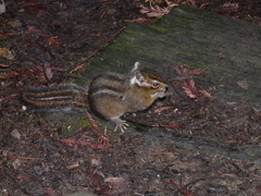 Neotamias ochrogenys