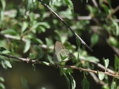 Satyrium abdominalis