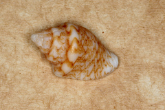 Euplica bidentata