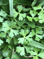 Hydrocotyle batrachium