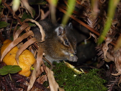 Neotamias ochrogenys