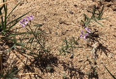 Dontostemon integrifolius