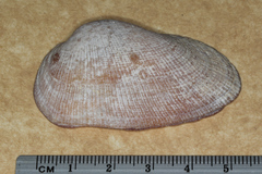 Barbatia