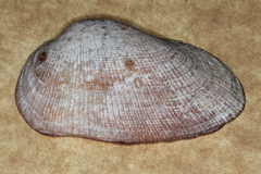 Barbatia
