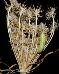 Daucus carota subsp. maximus image