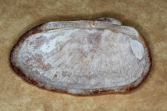 Barbatia
