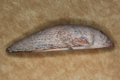 Barbatia