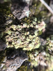 Acarospora schleicheri