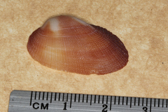 Barbatia amygdalumtostum