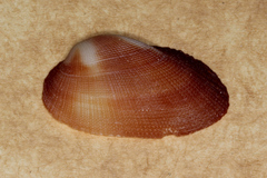 Barbatia amygdalumtostum
