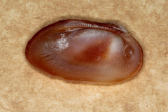 Barbatia amygdalumtostum