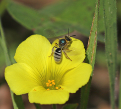 Lasioglossum pavonotus