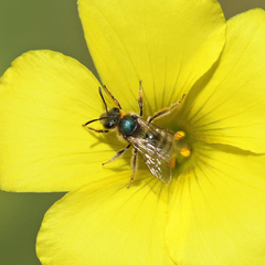 Lasioglossum pavonotus