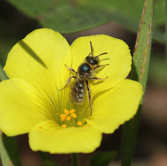 Lasioglossum pavonotus