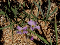 Dontostemon integrifolius