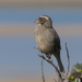 Cape Streaky-head Seedeater - Photo (c) Ronald Flipphi, some rights reserved (CC BY-NC), uploaded by Ronald Flipphi
