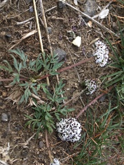 Lomatium gormanii