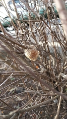 Tenodera sinensis