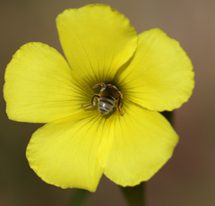 Lasioglossum pavonotus