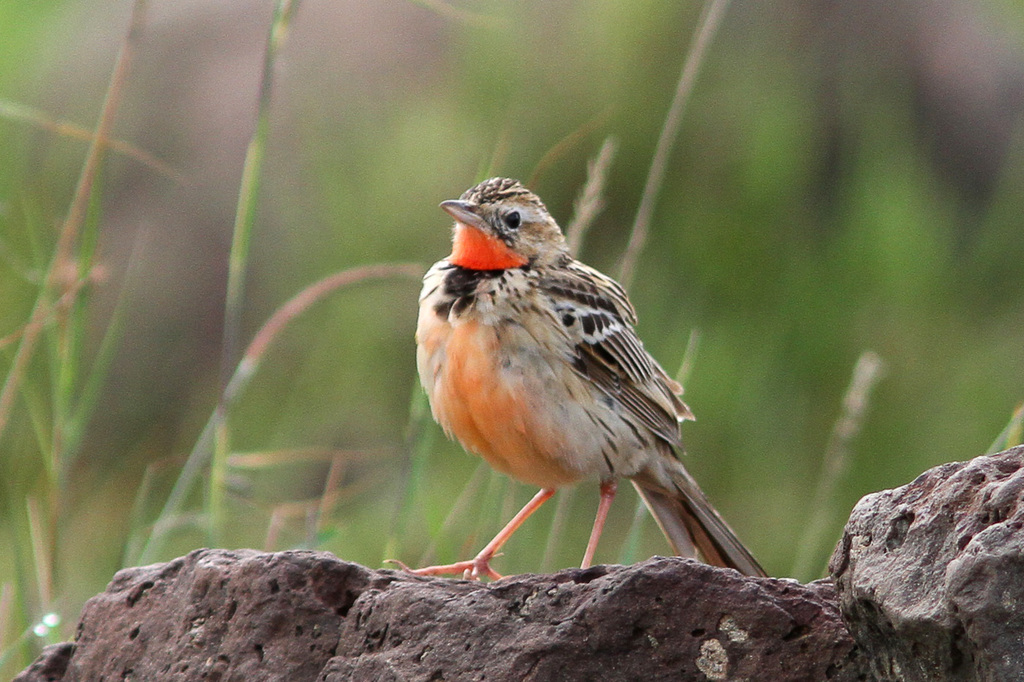 Rosy-throated Longclaw photo