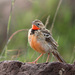 Rosy-throated Longclaw - Photo (c) Dave Curtis, some rights reserved (CC BY-NC-ND)