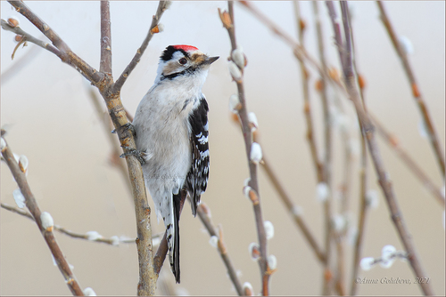 Lesser Spotted Woodpecker