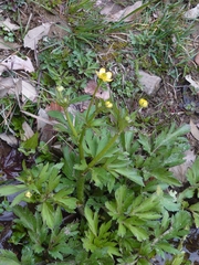 Ranunculus cantoniensis