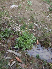 Ranunculus cantoniensis