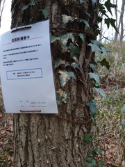 Platypus quercivorus