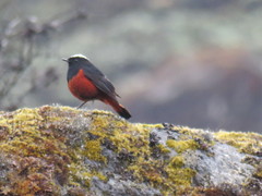 Phoenicurus leucocephalus