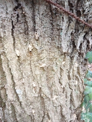 Platypus quercivorus