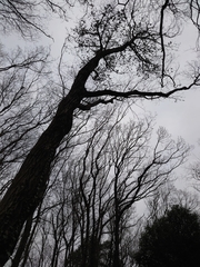 Platypus quercivorus