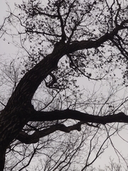 Platypus quercivorus