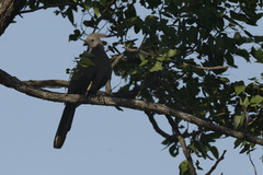 Corythaixoides concolor concolor